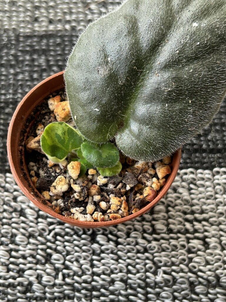 Variegated Prop from non variegated plant?