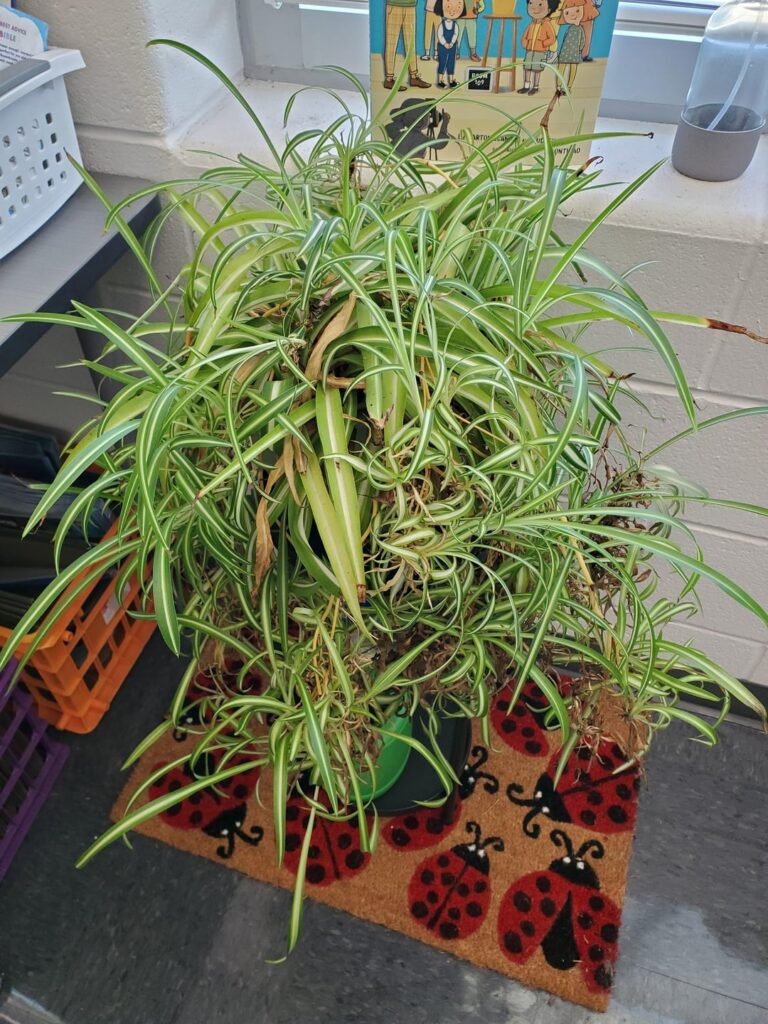 What is this plant?