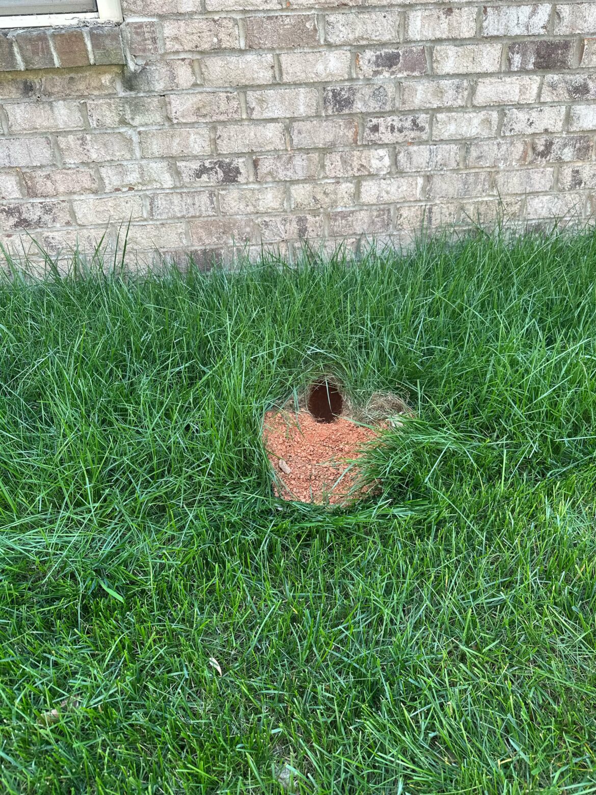 What the FUCK made this giant hole in my yard?!