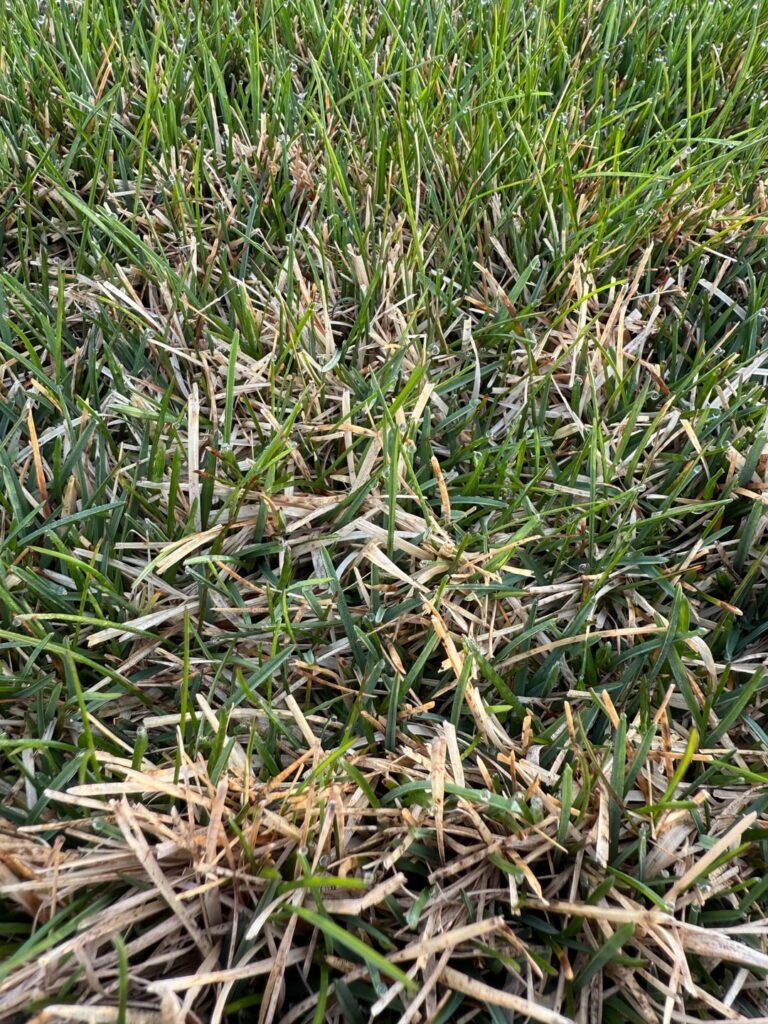 This grass is not coming back, right?