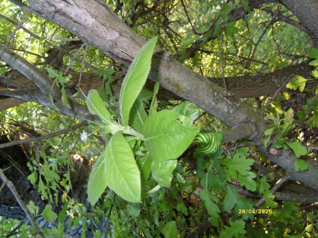 Project "wild domestication". Medlar on hawthorn. It's sprouting good.