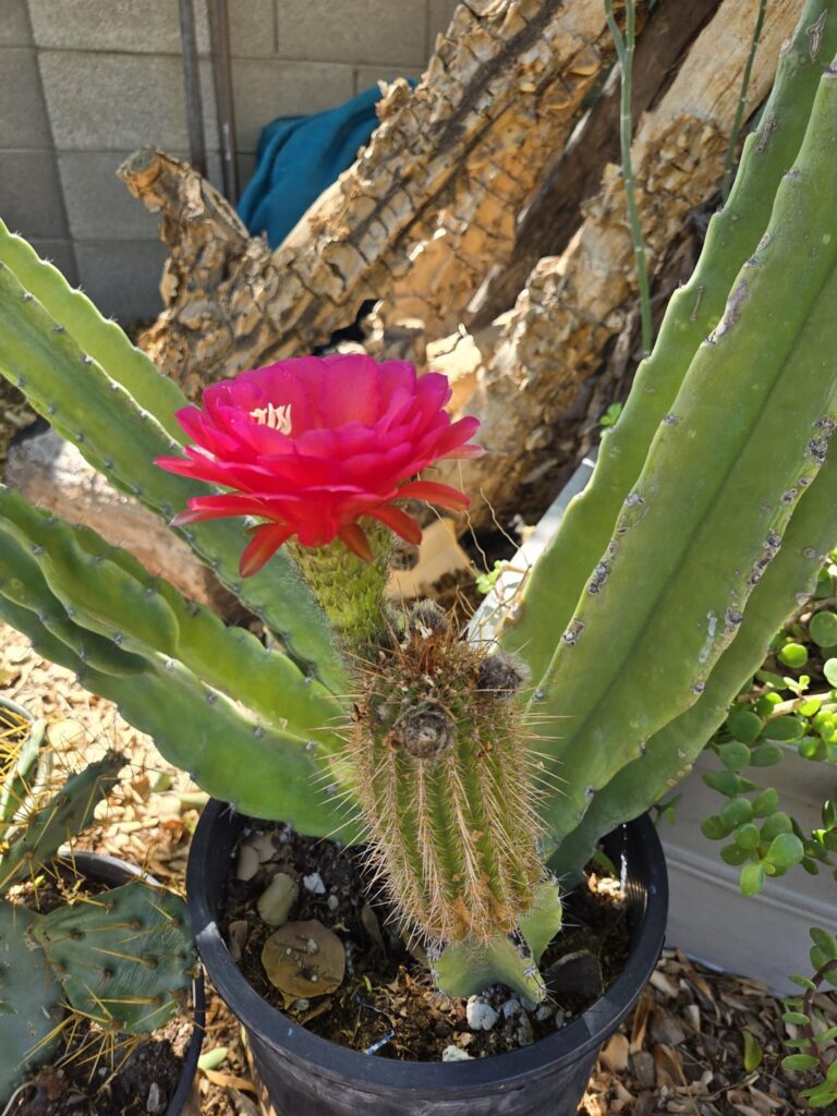 Pinkie grafted to cereus. I used the pinkie as rootstock, so I decided to graft the tip. More flowers to come!