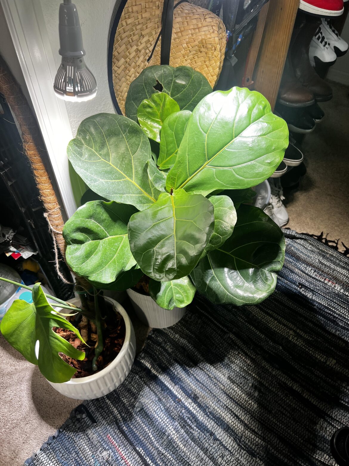 Leaf maintenance questions