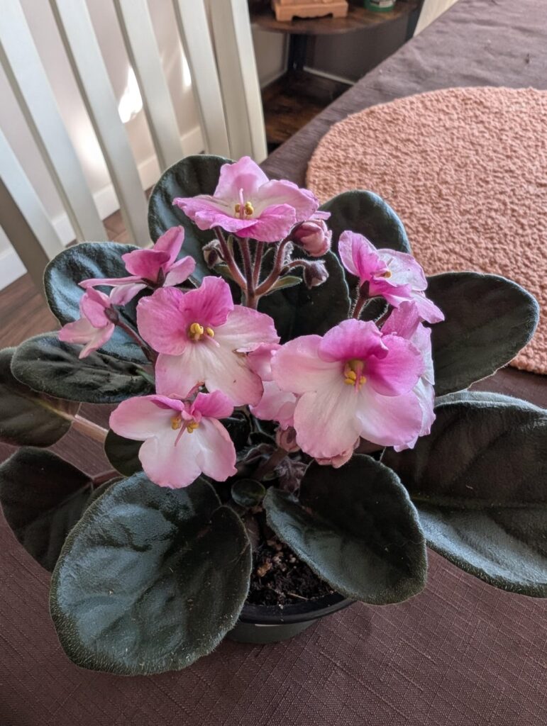 ID please