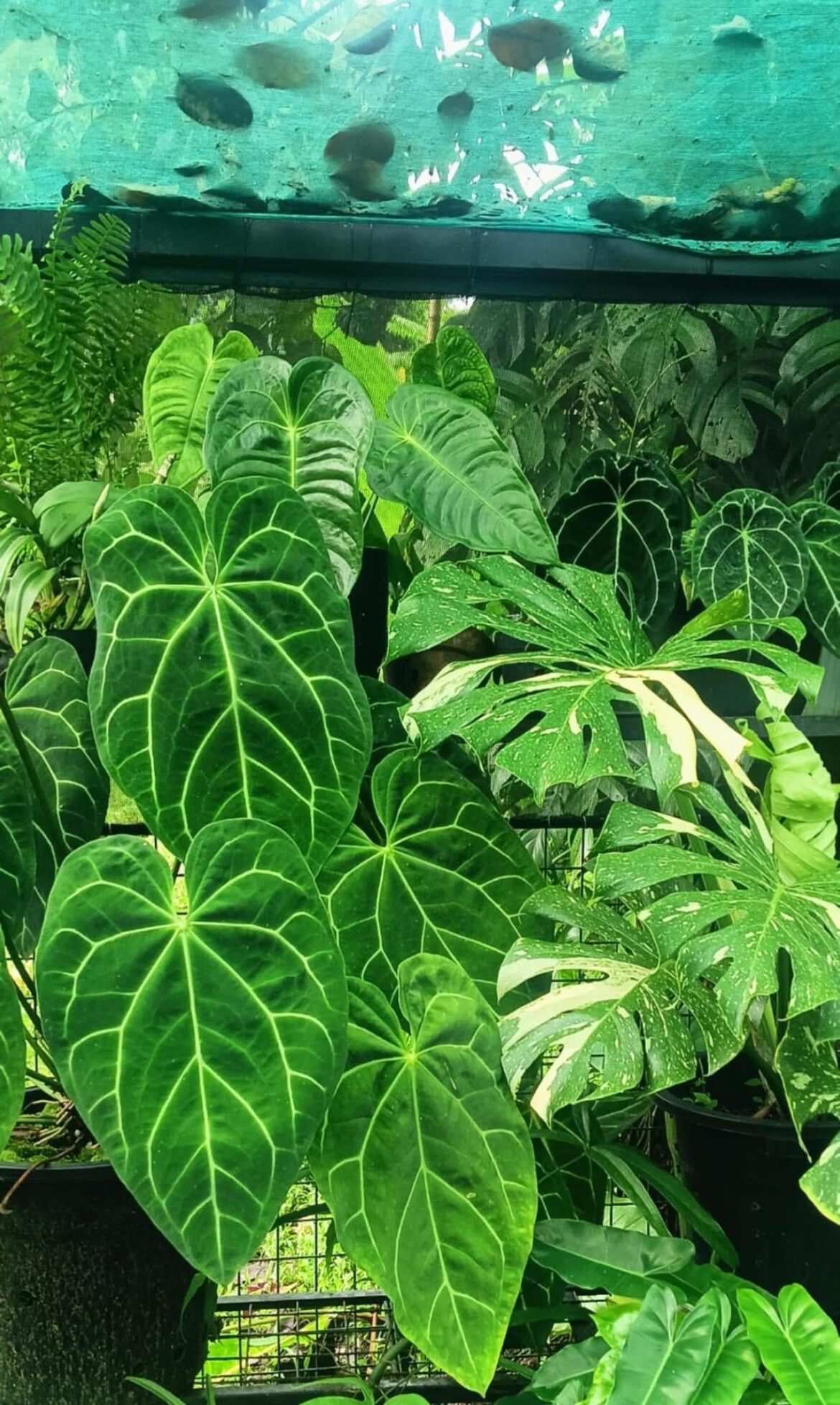 Anthuriums and thai constellations feeling happy under my greenhouse