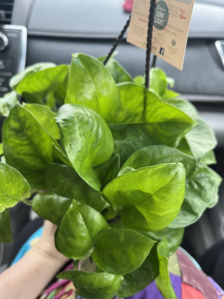 Can anyone tell me what I got from Lowe’s?