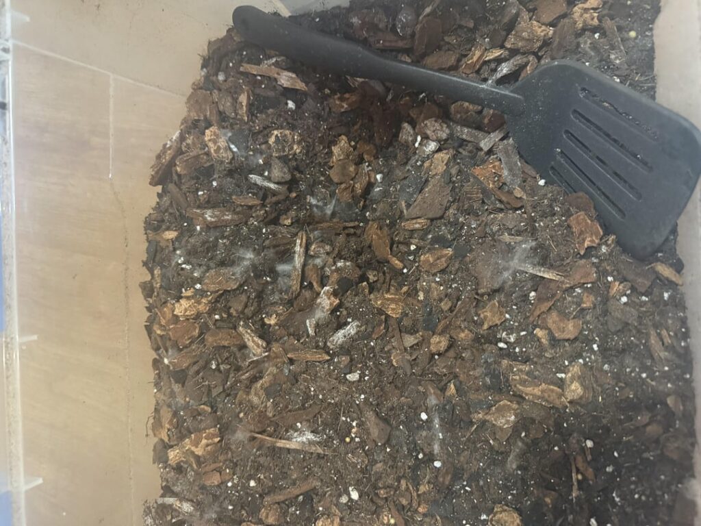 mold in soil mix :( mold in soil mix :(