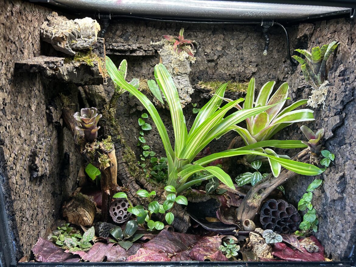 Not grown in yet but wanted to share