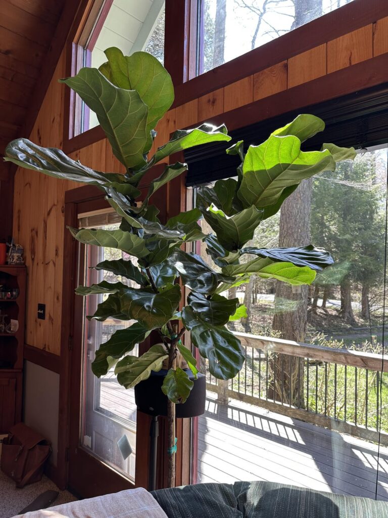 New FLF – Watering? New FLF - Watering?