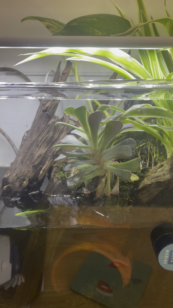 Moss progress update 🥸