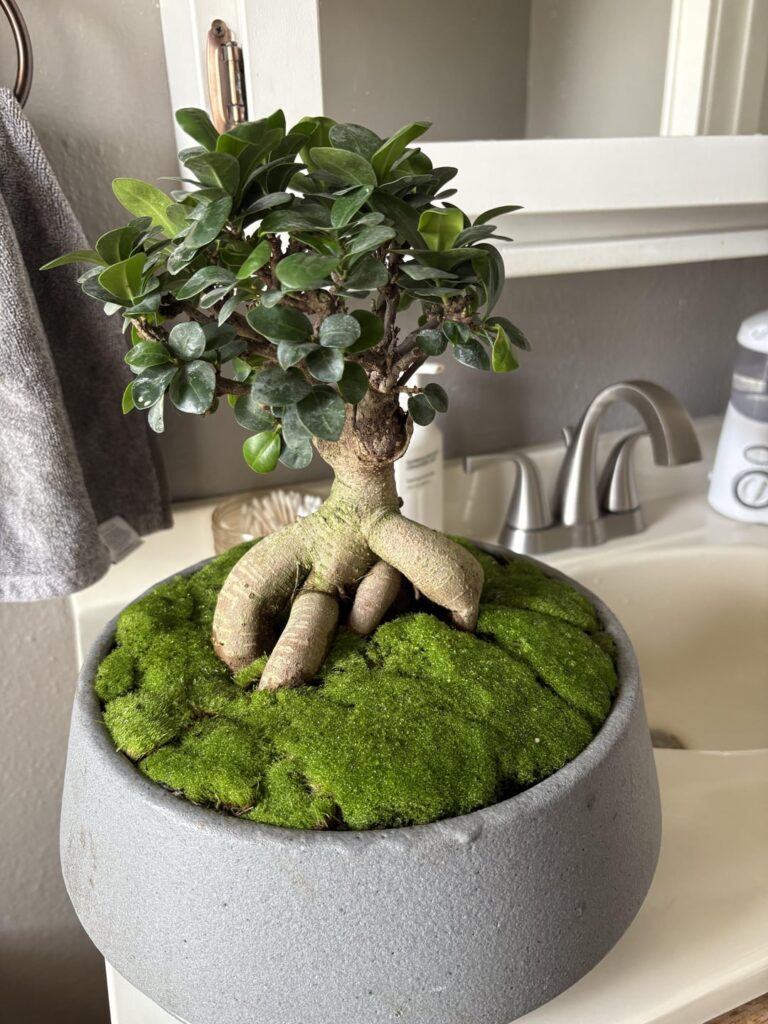 Newly potted Bonsai with moss