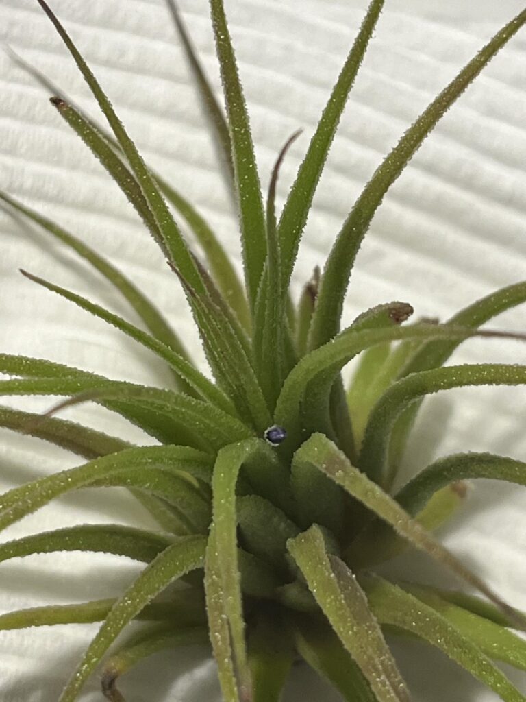 Newish air plant blooming (?) and want to care for it properly Newish air plant blooming (?) and want to care for it properly