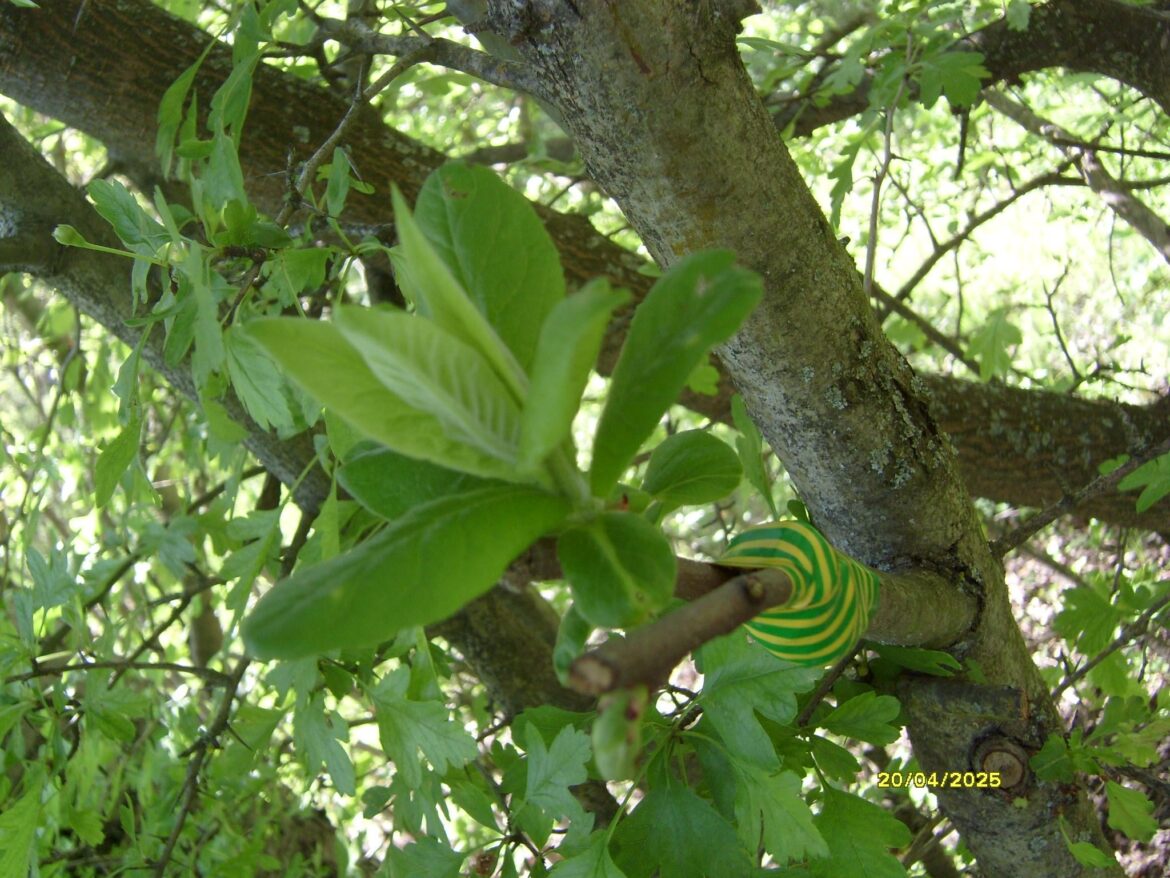 Medlar on hawthorn graft. It sprouted some leafs.🌱