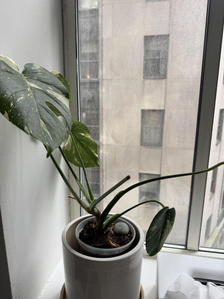 Monstera leaf broke off - what to do with leaf and stem