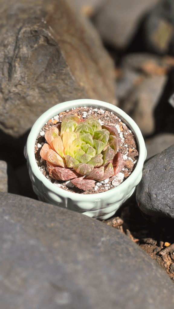 Haworthia Cooperi Truncata