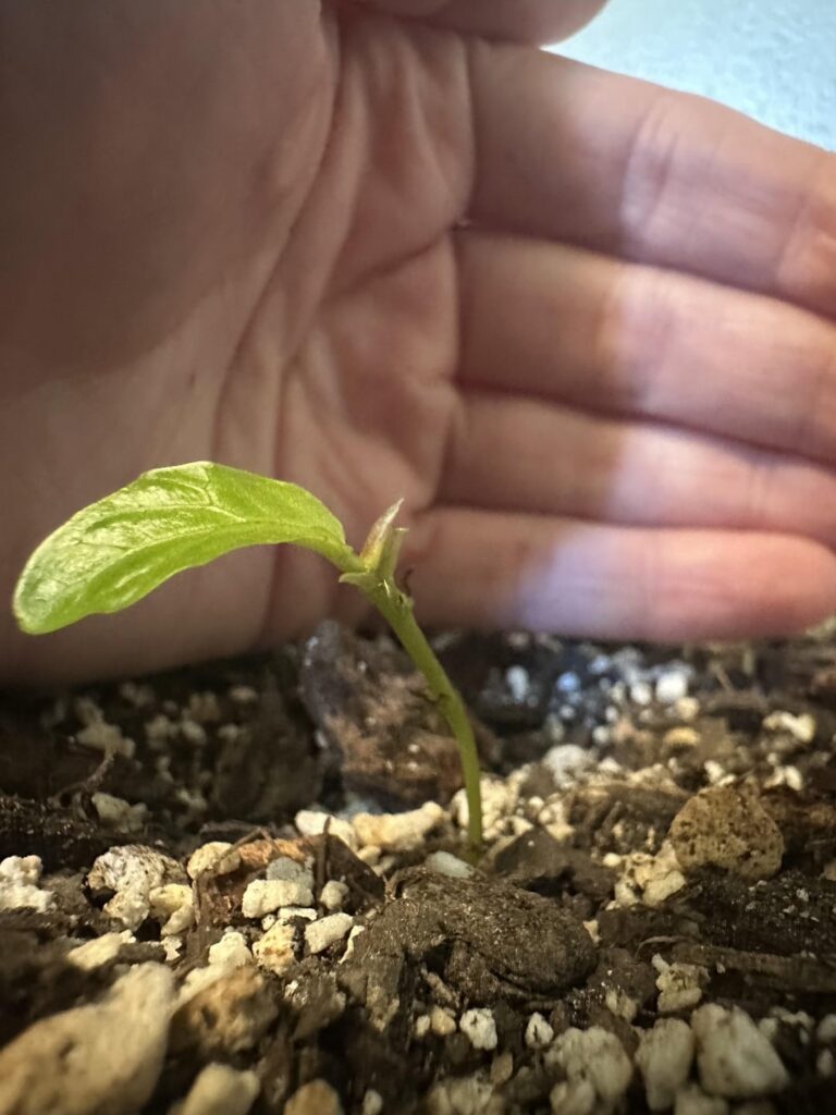 Is this a new baby???! Is this a new baby???!