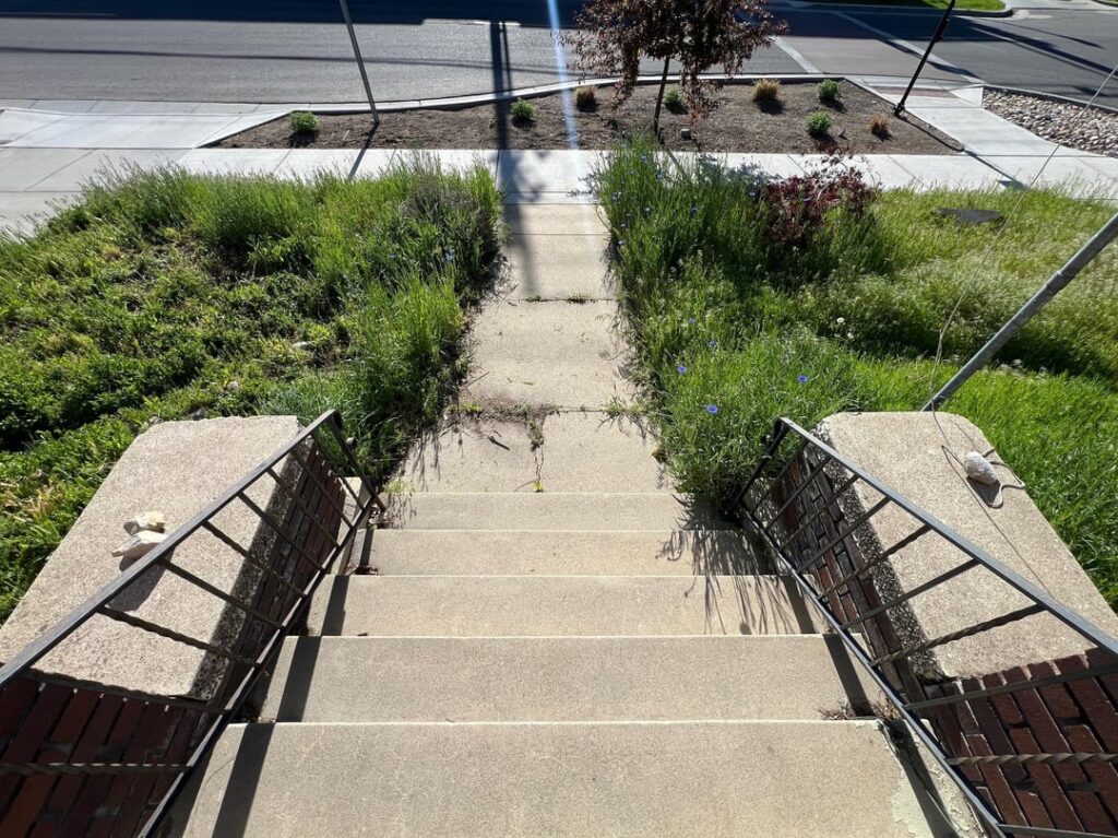Need advice: Front yard overrun with weeds after failed xeriscape—how to get it under control? Need advice: Front yard overrun with weeds after failed xeriscape—how to get it under control?