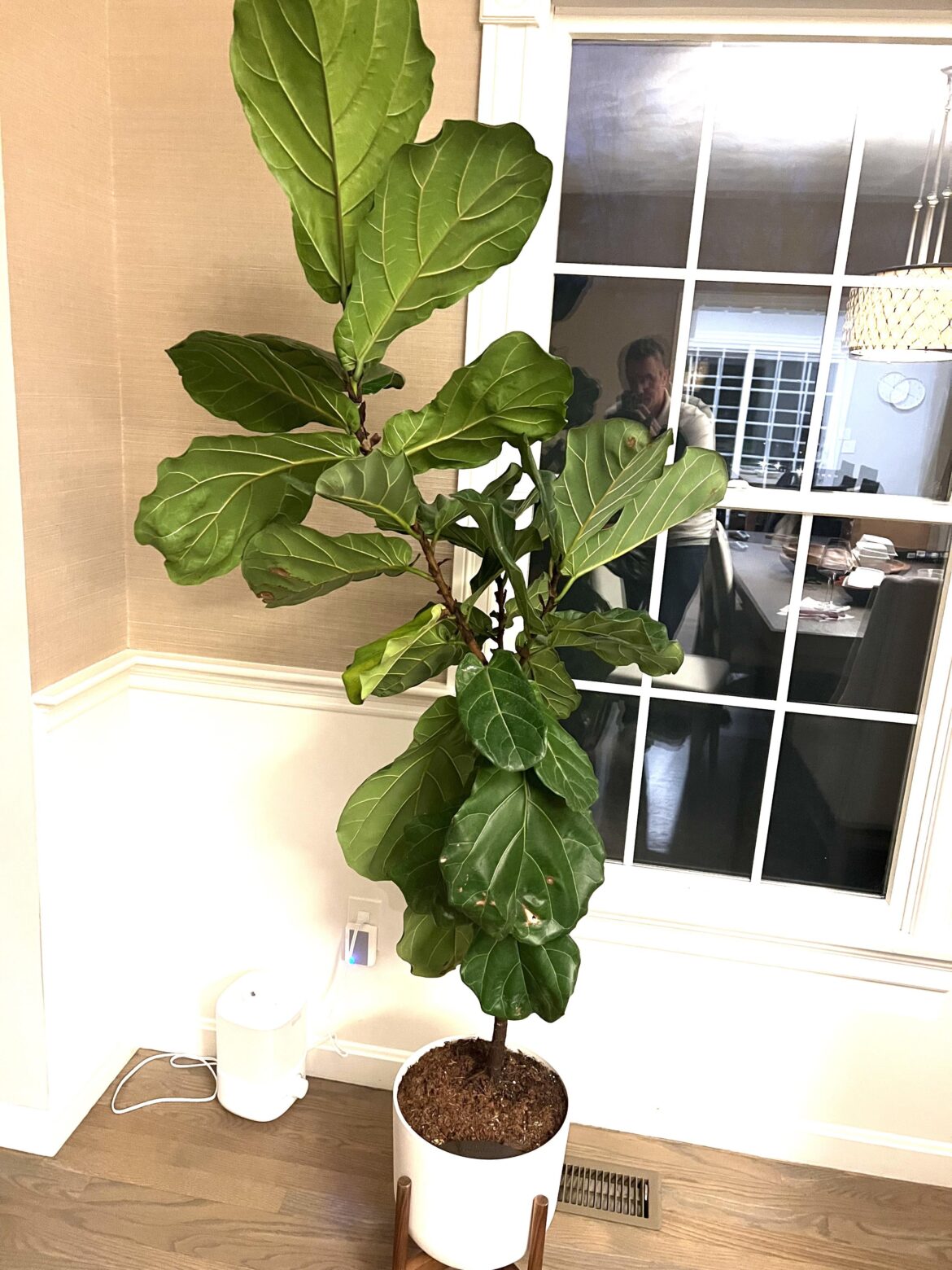 Do you think it looks healthy?