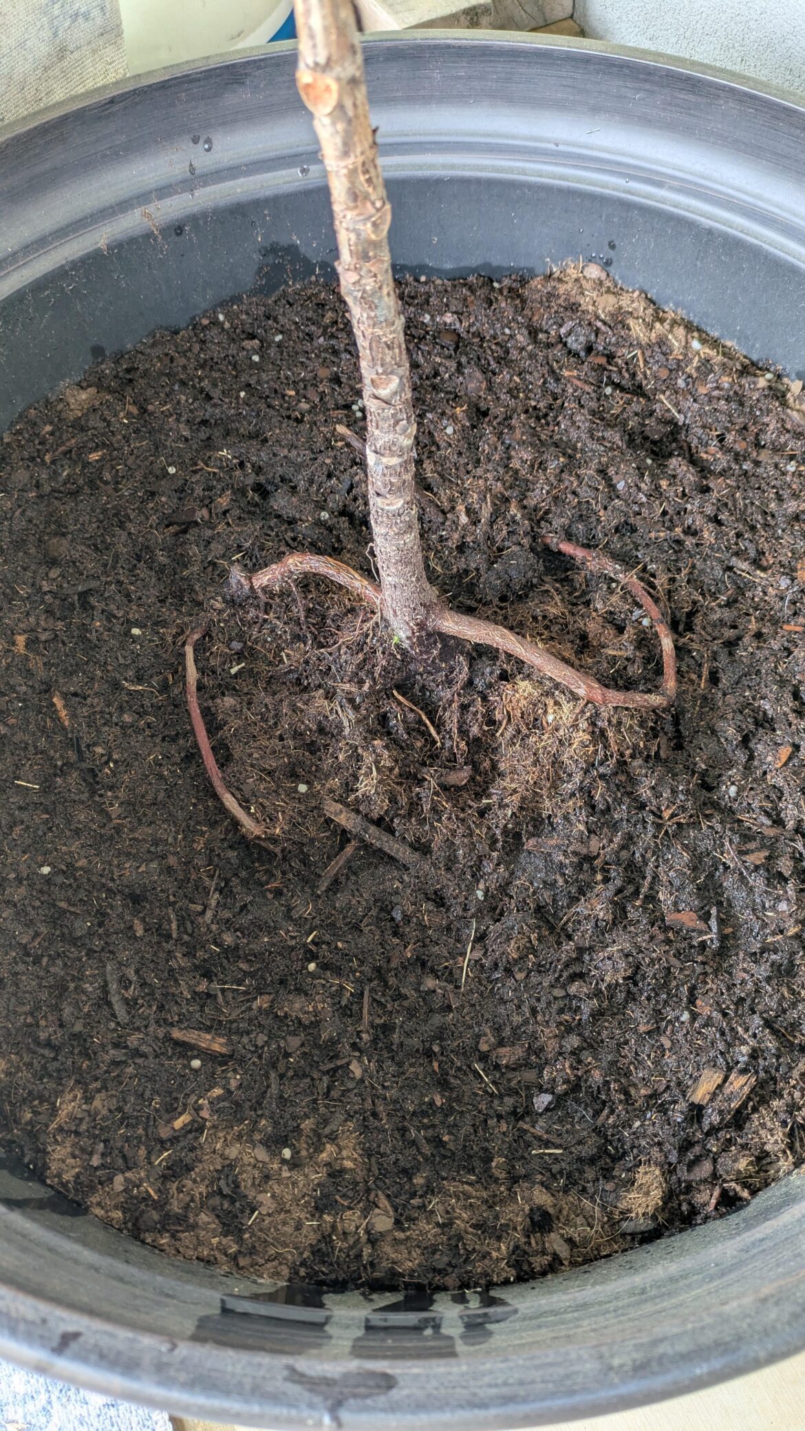 Do I need to plant this deeper?