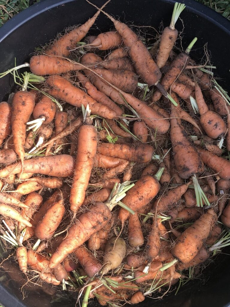 Some carrot pics for Own_Upstairs_777