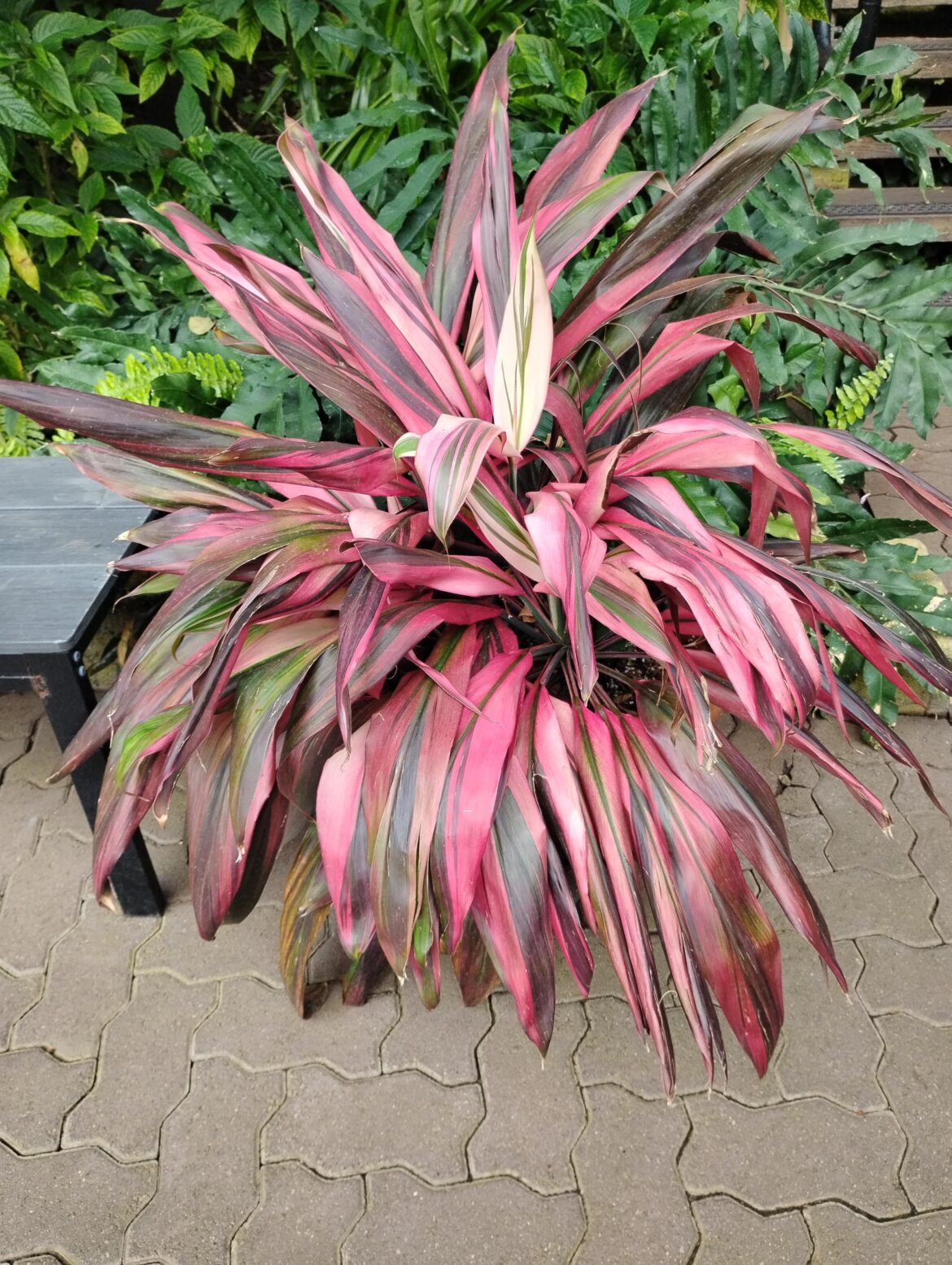 Pretty in pink