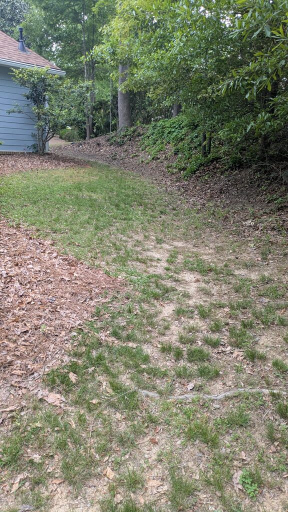 Lawn Replacement for Full Sun/Partial Shade/Full Shade lawn in 8a? Lawn Replacement for Full Sun/Partial Shade/Full Shade lawn in 8a?