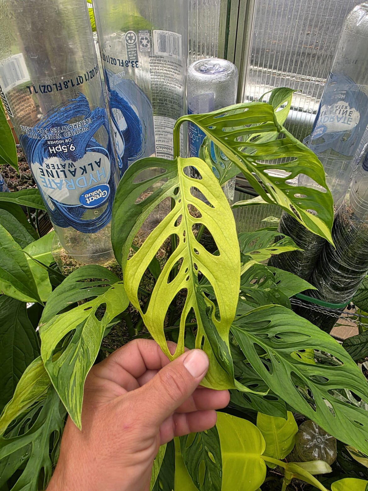 Had to share the latest least on this Laniata aurea Had to share the latest least on this Laniata aurea