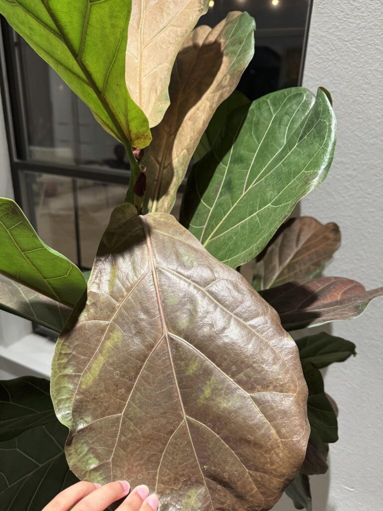 Burned my leaves :( help