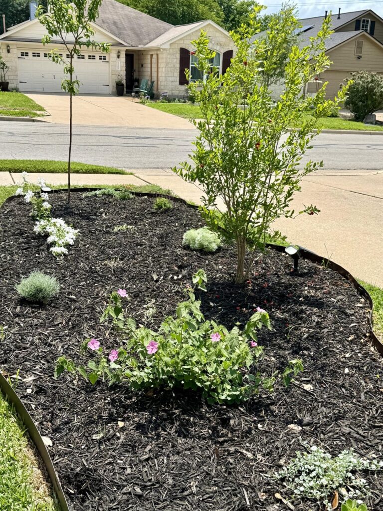It was a nice evening for some front yard pics 🪴🌸