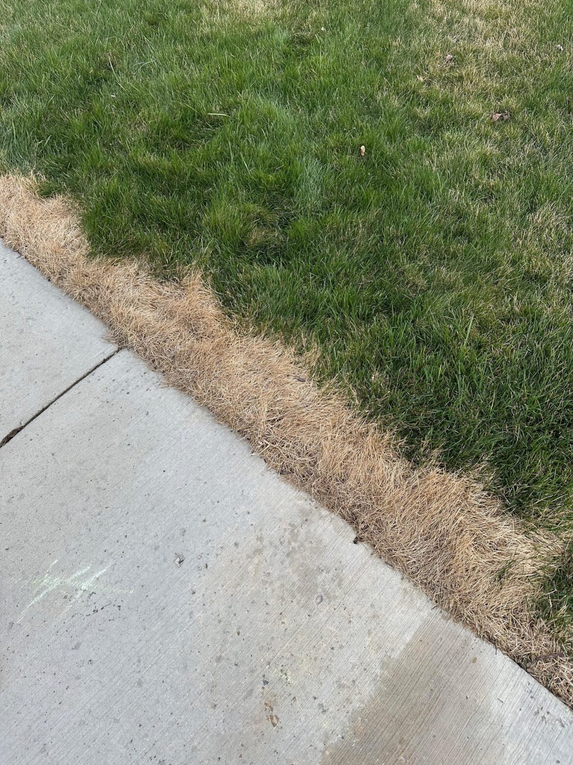 Why is my grass coming in dead next to sidewalk after winter?
