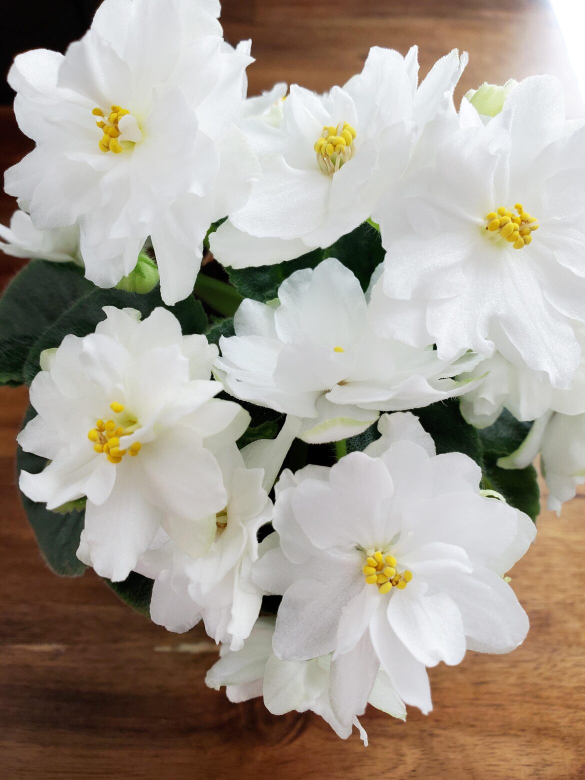 N-Vera flowers look like daisies!