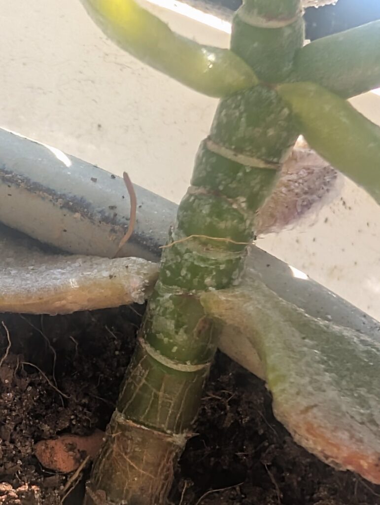 Is this powdered mildew or something else? Really stumped