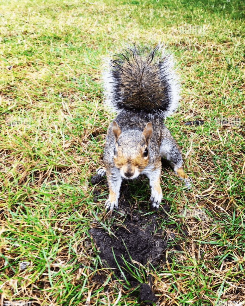 Caught this guy disrespecting my lawn 😡