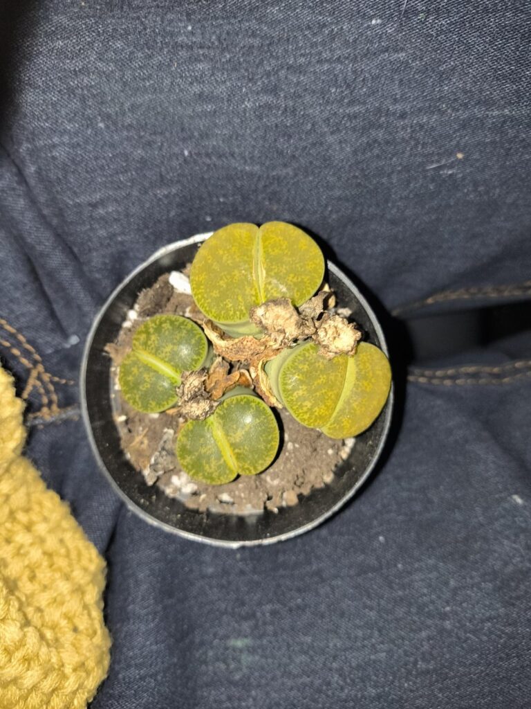 First Time Owning These