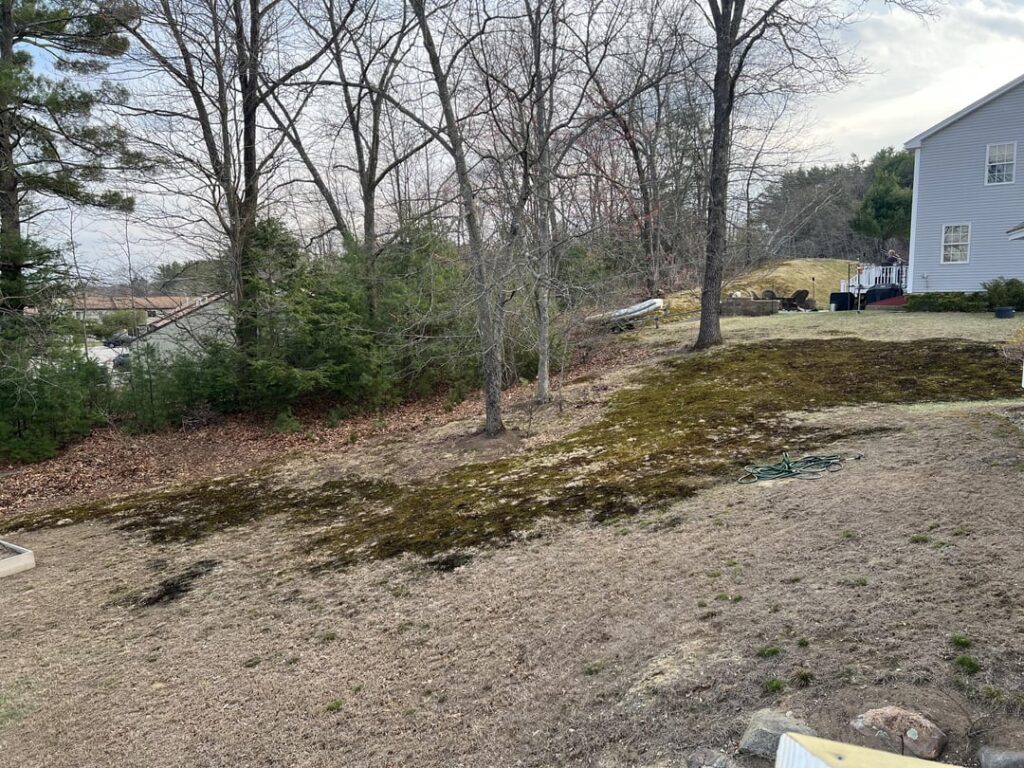 What’s the best option for my backyard with moss? What’s the best option for my backyard with moss?