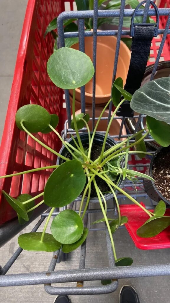 Happy birthday to my plant