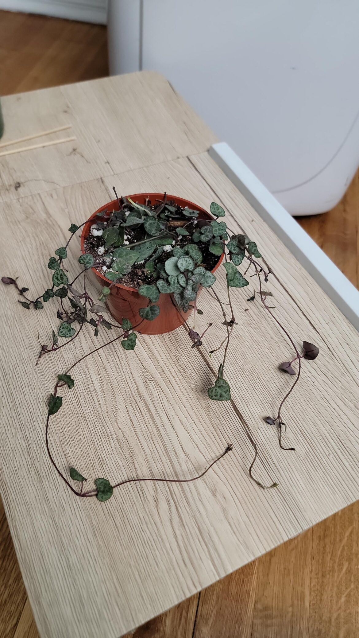 Does it look right?