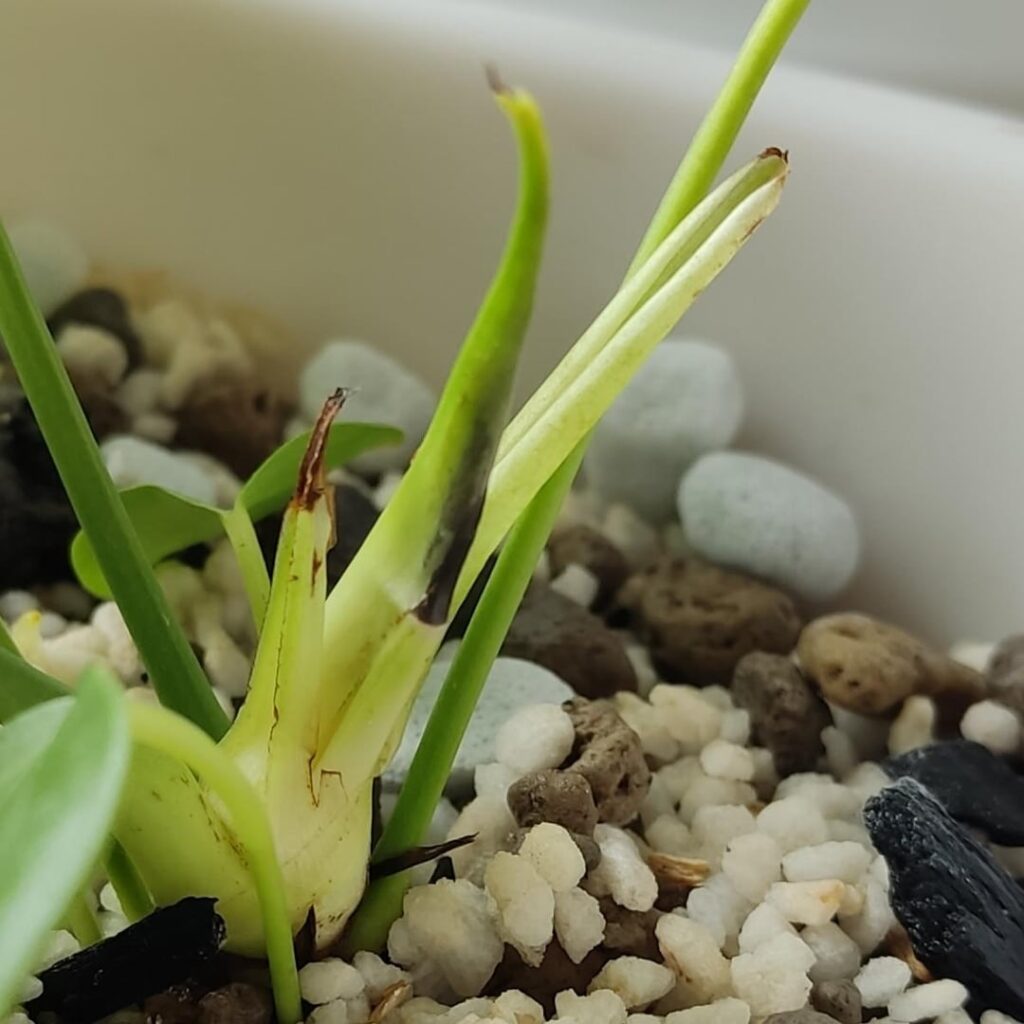 New to anthuriums. Is my Anthurium Veitchii's newest leaf rotten? Is there anything I could do?