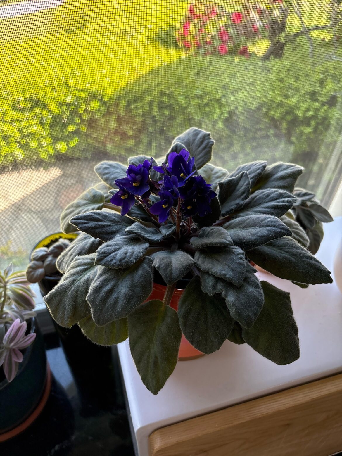Is this plant healthy or not? Is this plant healthy or not?