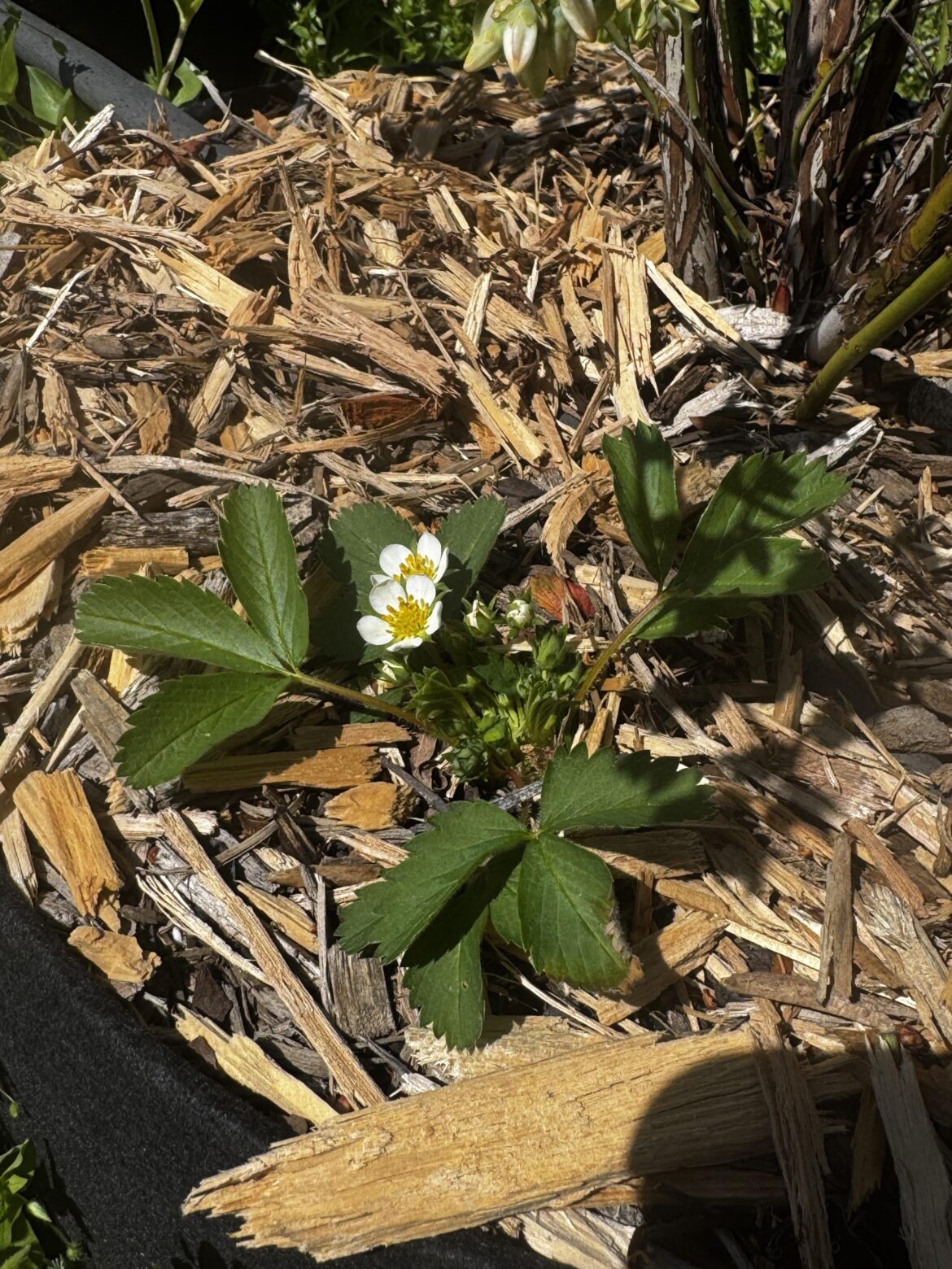 Fragaria Virginiana in bloom!