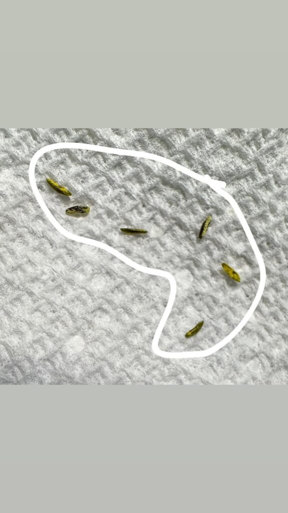 What are these pests? Please help! What are these pests? Please help!