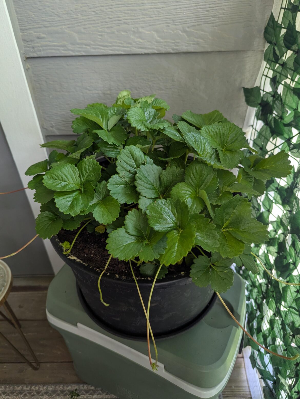 Should I wait to prune my strawberries?