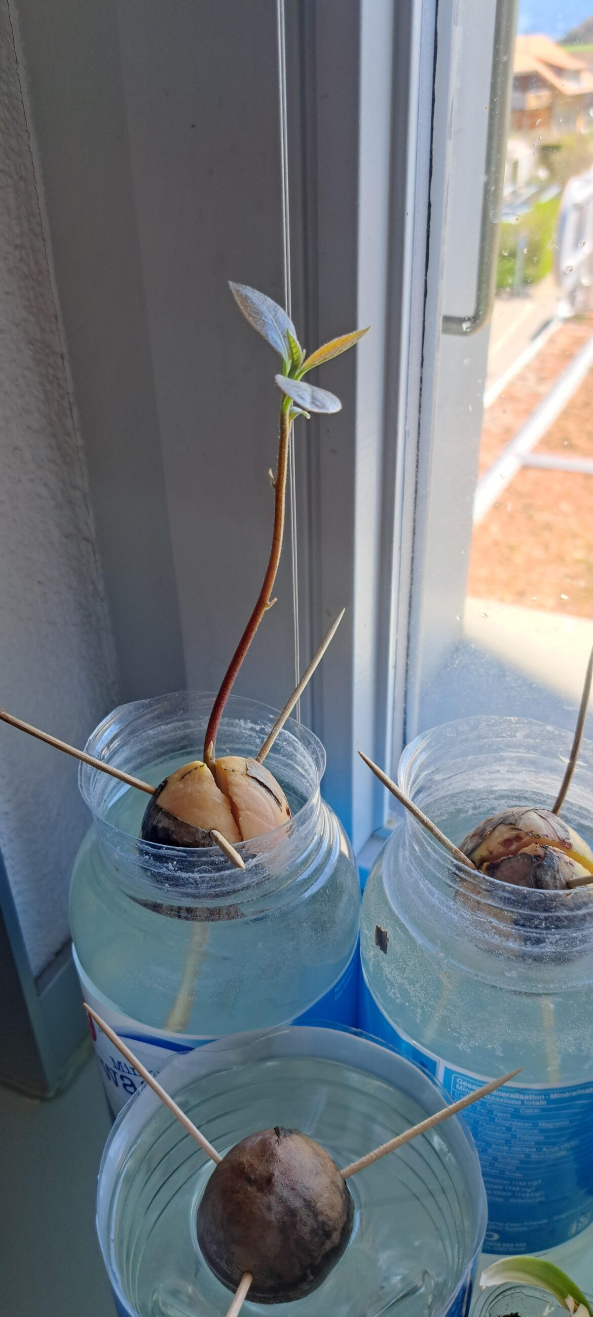 Where do i have to cut this avocado to let it make more leafs?