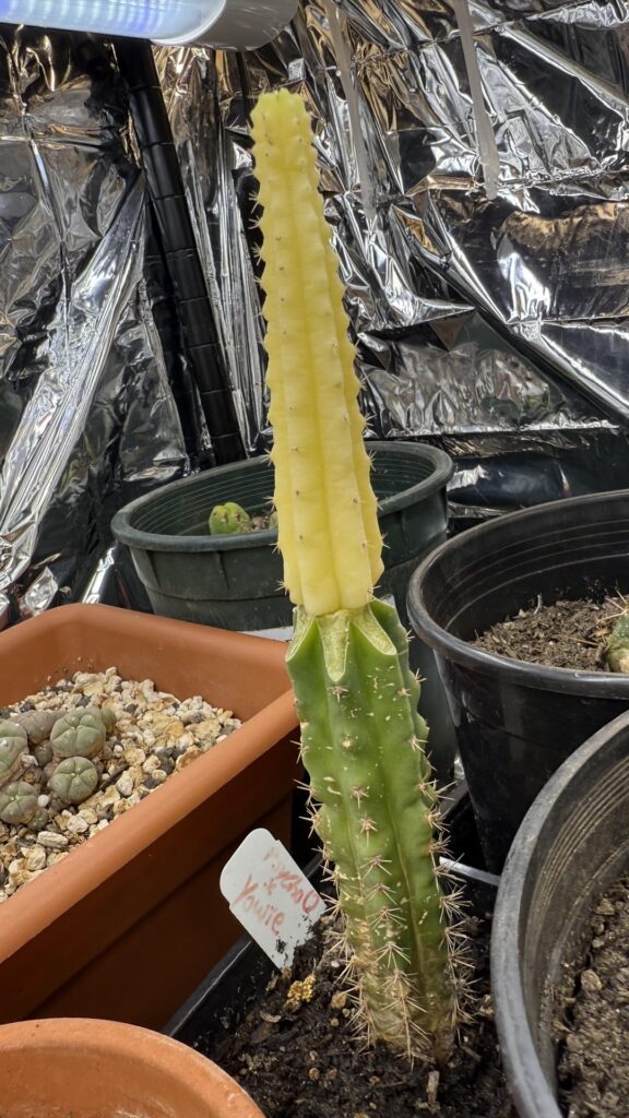 My first graft and first vari cactus My first graft and first vari cactus