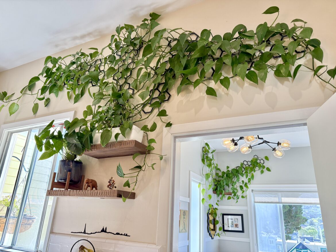 My pothos walls, they’re loving life!