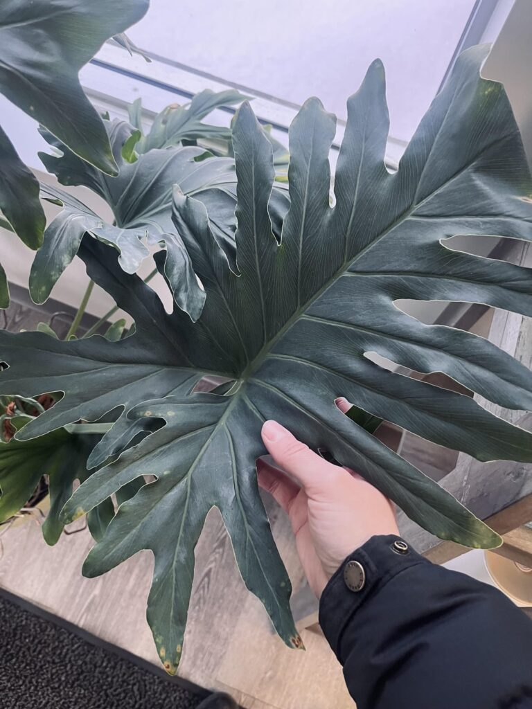 Need an ID on this mature plant - I’m thinking some kind of philo?