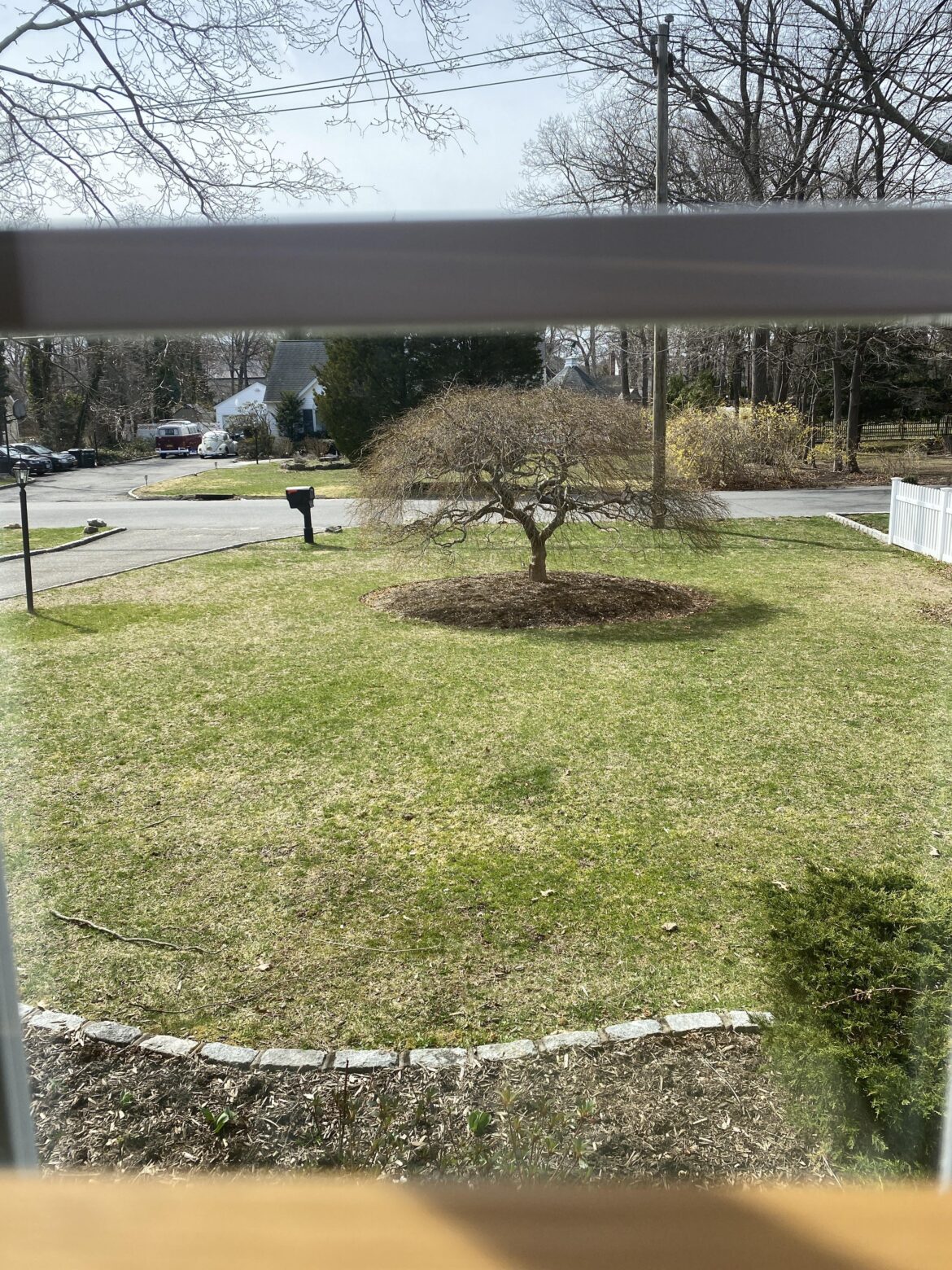 New homeowner looking for an average lawn