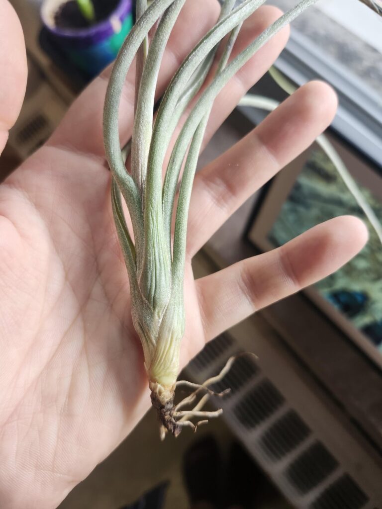 Is my air plant ok? Is my air plant ok?