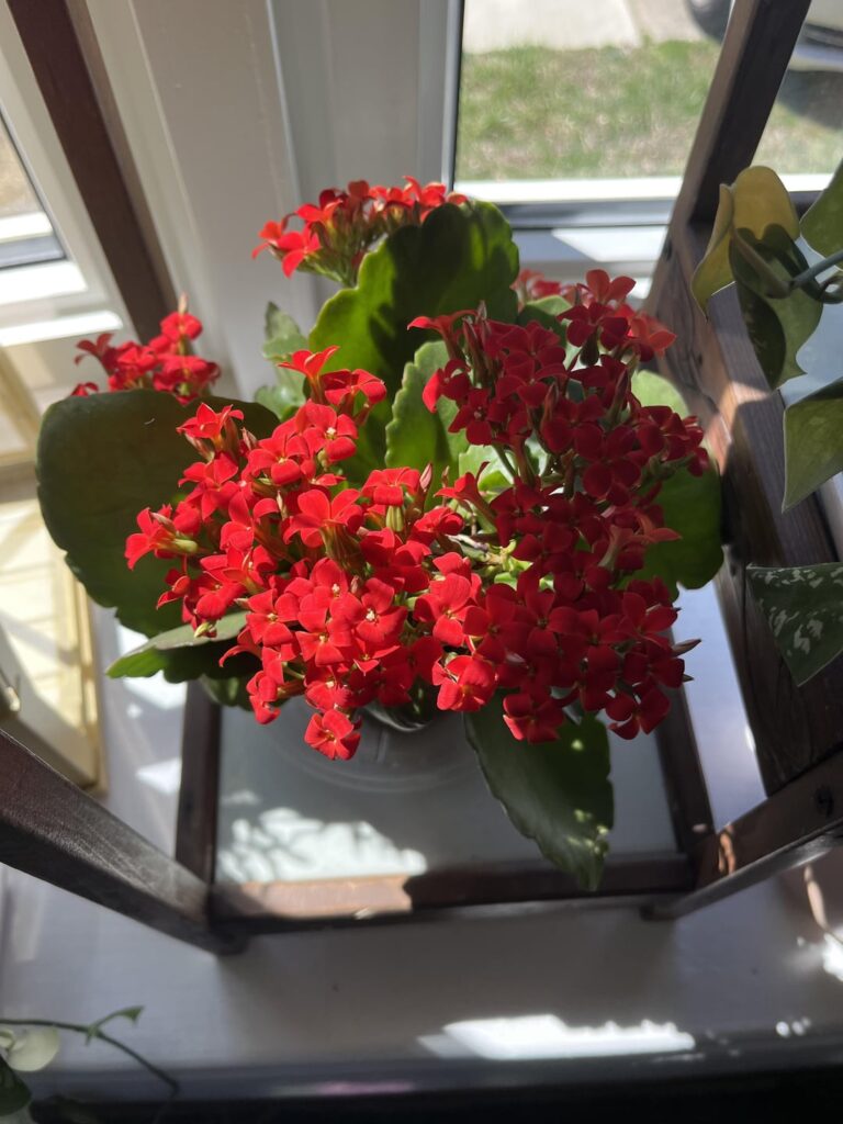 Of course the “throw away” plant is the one thriving…