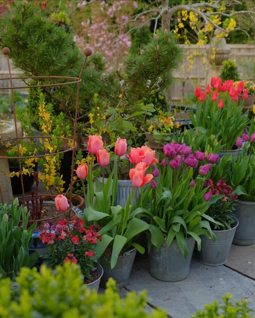 All the tulips are blooming and at their peak. Terrace Garden !!